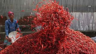 Chilli price fall: चीन के चलते 6000 रुपये सस्ती हुई मिर्च, जानें ताजा मंडी भाव