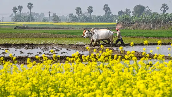 Budget 2025: MSP से MRP, डिजिटलीकरण; किसानों की आय बढ़ाने का नया तरीका Budget 2025: MSP से MRP, डिजिटलीकरण; किसानों की आय बढ़ाने का नया तरीका