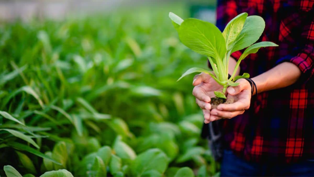 जैविक और नेचुरल फार्मिंग में क्या है अंतर, आसान भाषा में समझें पूरा गणित जैविक और नेचुरल फार्मिंग में क्या है अंतर, आसान भाषा में समझें पूरा गणित
