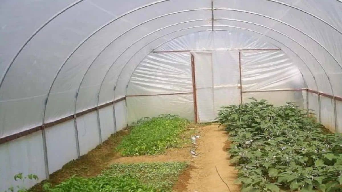 इस राज्य में पॉलीहाउस बनाने के लिए सरकार दे रही है 50 फीसदी सब्सिडी, ऐसे करें आवेदन इस राज्य में पॉलीहाउस बनाने के लिए सरकार दे रही है 50 फीसदी सब्सिडी, ऐसे करें आवेदन