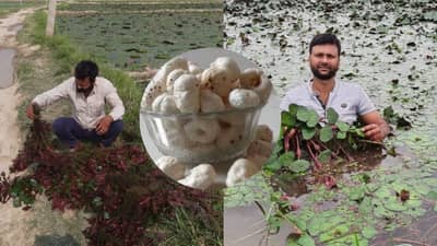 एक एकड़ में मखाने की खेती से ये किसान कमा रहा लाखों रुपये, बजट 2025 के इस फैसले से आप भी भर सकते हैं तिजोरी एक एकड़ में मखाने की खेती से ये किसान कमा रहा लाखों रुपये, बजट 2025 के इस फैसले से आप भी भर सकते हैं तिजोरी