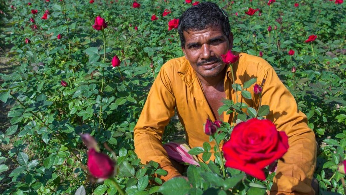 कैसे होती है गुलाब की खेती, जानें मिट्टी से लेकर मौसम का हाल और कमाई का मीटर