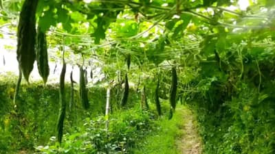 इस राज्य में सब्जी की खेती करने पर किसानों को मिलेगी 75 फीसदी सब्सिडी, फटाफट यहां करें अप्लाई इस राज्य में सब्जी की खेती करने पर किसानों को मिलेगी 75 फीसदी सब्सिडी, फटाफट यहां करें अप्लाई