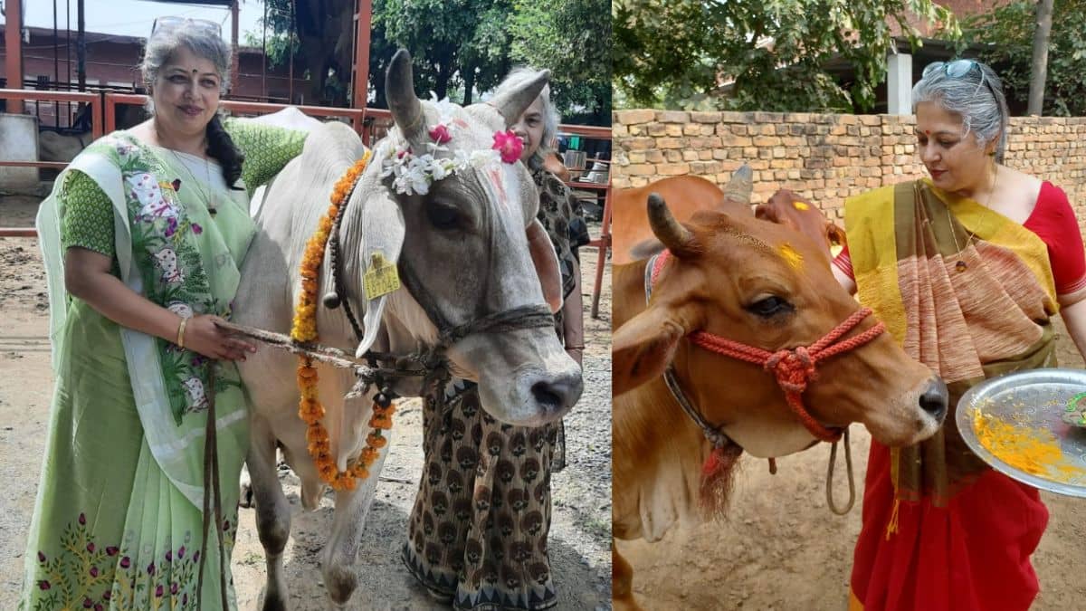 नौकरी छोड़ जर्मन टीचर ने शुरू किया गौपालन, 6 साल में 4 से हुईं 100 गायें; अब इतने लाख की हो रही इनकम नौकरी छोड़ जर्मन टीचर ने शुरू किया गौपालन, 6 साल में 4 से हुईं 100 गायें; अब इतने लाख की हो रही इनकम