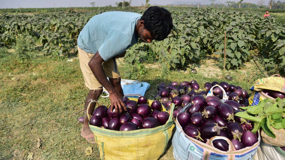 बैंगन की खेती बनाएगी लखपति, 8 महीने में कमाएं 8 लाख रुपये, जानिए वो खास तरीका