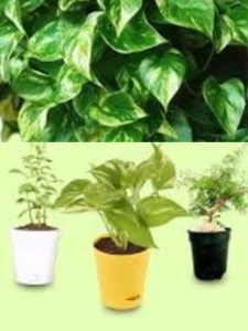 ऑफिस की डेस्क को खूबसूरत बना सकते हैं ये 5 छोटे पौधे