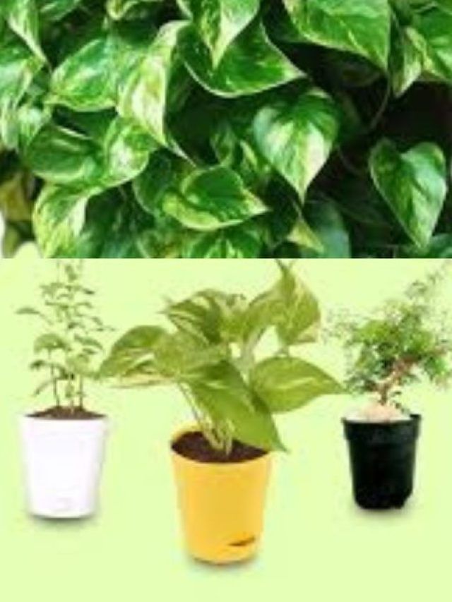 ऑफिस की डेस्क को खूबसूरत बना सकते हैं ये 5 छोटे पौधे