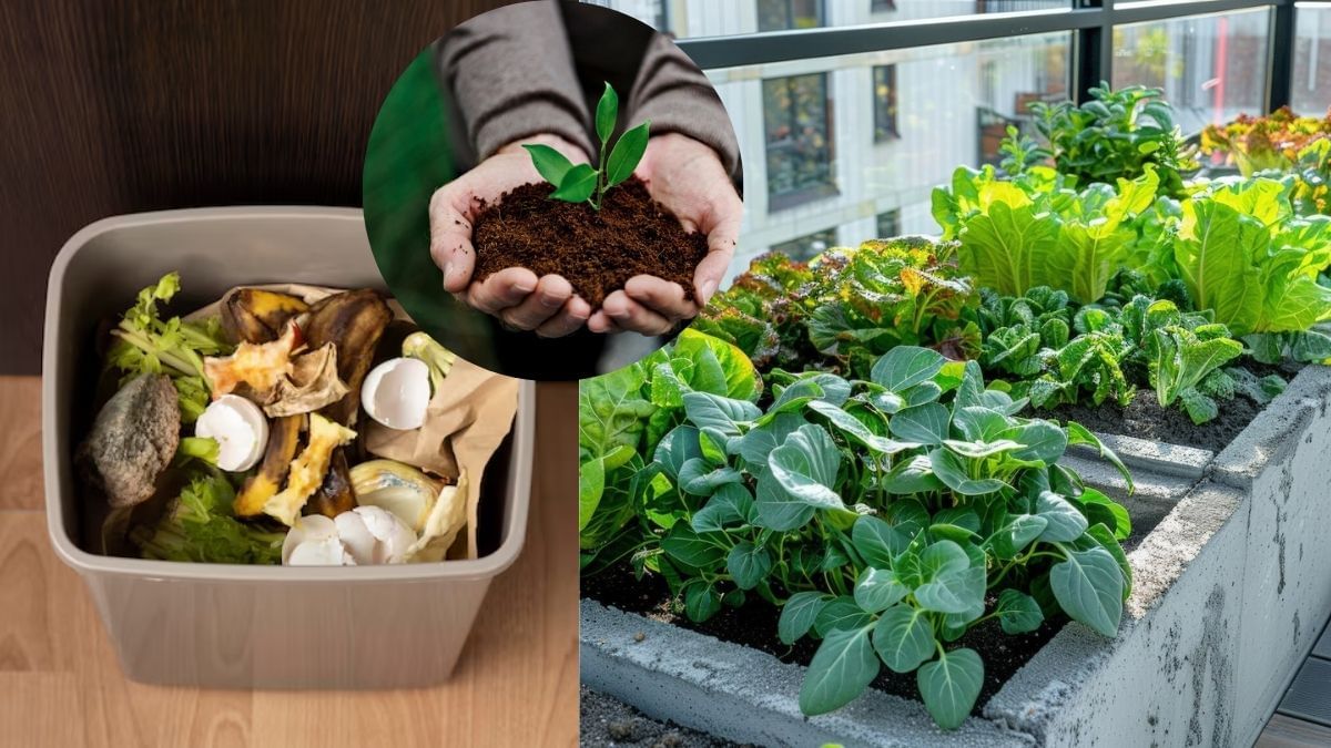 Waste Material Use: कचरा समझ न फेंकें ये चीजें, किचन गार्डन में डालें; खिलखिला उठेंगे पौधे Waste Material Use: कचरा समझ न फेंकें ये चीजें, किचन गार्डन में डालें; खिलखिला उठेंगे पौधे