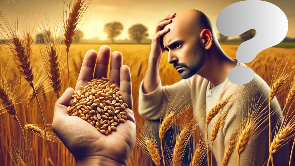 क्या है सेलेनियम, जो गेहूं में पाया जाता है, जिससे गंजे होने का हो रहा है दावा, जानें बुलढाणा की कहानी क्या है सेलेनियम, जो गेहूं में पाया जाता है, जिससे गंजे होने का हो रहा है दावा, जानें बुलढाणा की कहानी