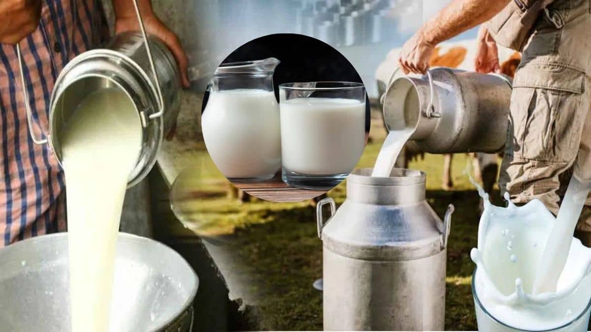 जेब ढीली करने के लिए हो जाएं तैयार, दूध होने वाला है बहुत ज्यादा महंगा; मंत्री ने किया ऐलान जेब ढीली करने के लिए हो जाएं तैयार, दूध होने वाला है बहुत ज्यादा महंगा; मंत्री ने किया ऐलान