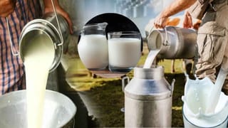 Milk Price Hike Alert: फिर महंगा होगा दूध? जुलाई-अगस्त तक 4% बढ़ सकते हैं दाम, अल नीनो बना बड़ी वजह
