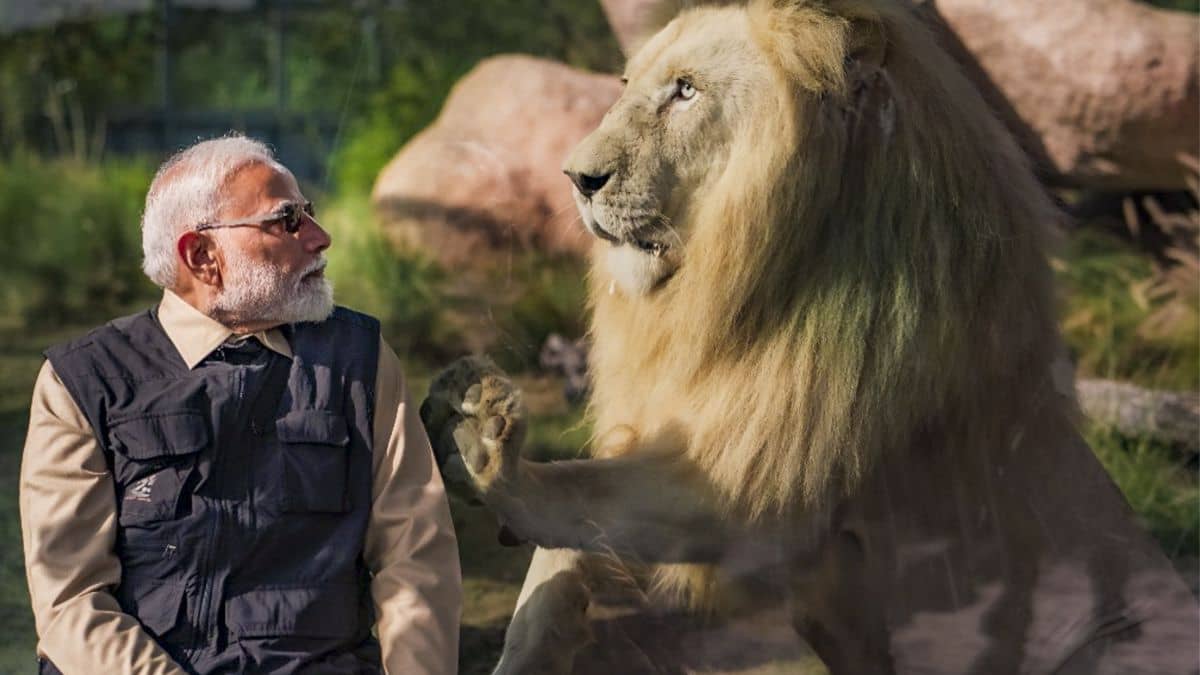 क्या है वनतारा, जहां हैं PM मोदी ने बिताए 7 घंटे, अंबानी से है नाता क्या है वनतारा, जहां हैं PM मोदी ने बिताए 7 घंटे, अंबानी से है नाता