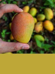 आम मीठा है या खट्टा? ऐसे करें पता, नहीं होगा बाद में पछतावा