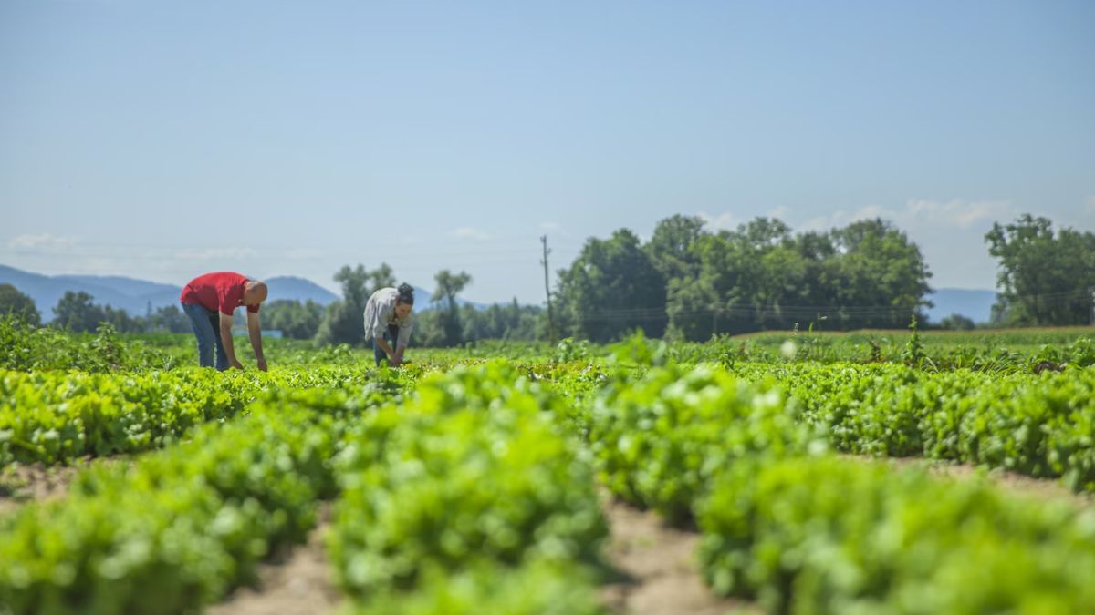 farming