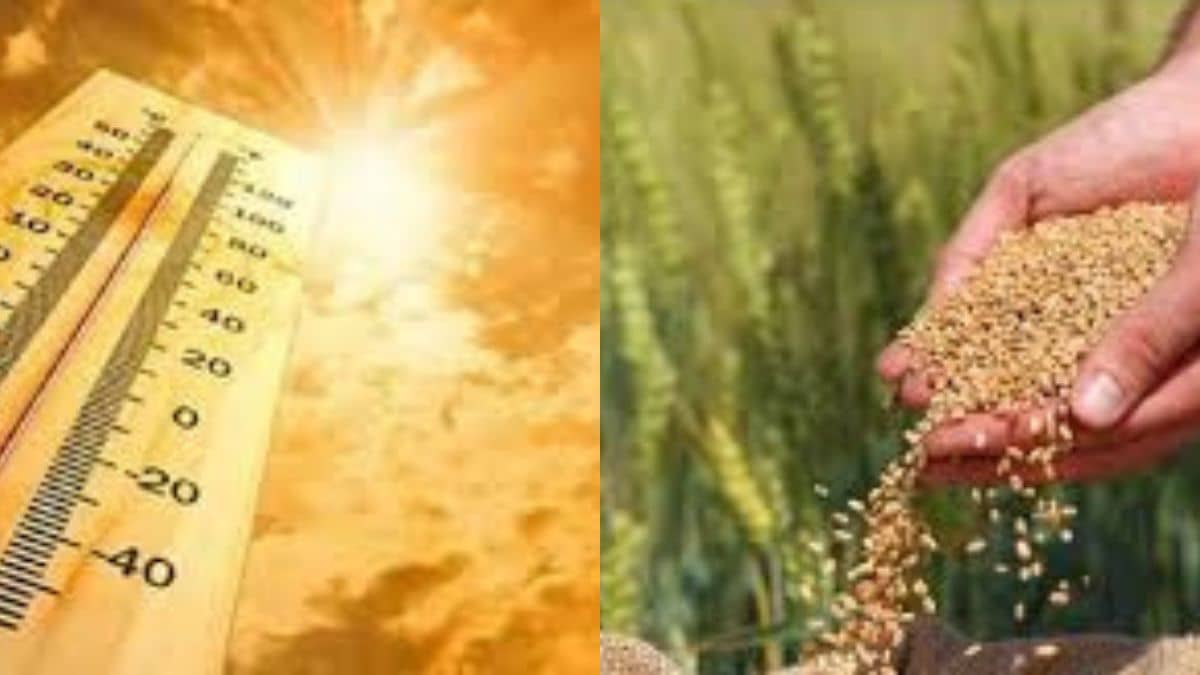 IMD Alert: अप्रैल में इतने दिनों तक चलेगी लू, देर से बोई गई गेहूं पर दिखेगा अजीबोगरीब असर IMD Alert: अप्रैल में इतने दिनों तक चलेगी लू, देर से बोई गई गेहूं पर दिखेगा अजीबोगरीब असर