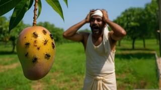 उत्तर प्रदेश में आम किसानों को कीट हमले की चेतावनी, बारिश और ओलावृष्टि के बाद बढ़ा खतरा