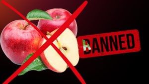 Boycott Turkey: तुर्की के सेब पर व्यापारियों की स्ट्राइक, खरीद से किया इंकार; 1000 करोड़ से अधिक का होता है आयात Boycott Turkey: तुर्की के सेब पर व्यापारियों की स्ट्राइक, खरीद से किया इंकार; 1000 करोड़ से अधिक का होता है आयात