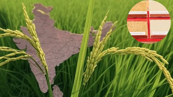 भारत ने बनाया जीनोम एडिटेड धान, कम पानी के साथ ज्यादा पैदावार, किसानों की बढ़ेगी कमाई भारत ने बनाया जीनोम एडिटेड धान, कम पानी के साथ ज्यादा पैदावार, किसानों की बढ़ेगी कमाई