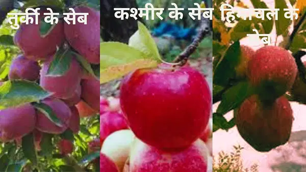 तुर्की के सेब और कश्मीर-हिमाचल के सेब में क्या अंतर, जानें कौन है महंगा तुर्की के सेब और कश्मीर-हिमाचल के सेब में क्या अंतर, जानें कौन है महंगा
