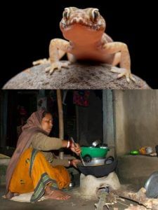 घर से छिपकली हो जाएगी गायब, अपनाएं ये आसान घरेलू तरीके
