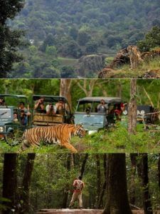 जंगल सफारी के लिए बेस्ट हैं ये 6 नेशनल पार्क, बाघों से होंगे रूबरू