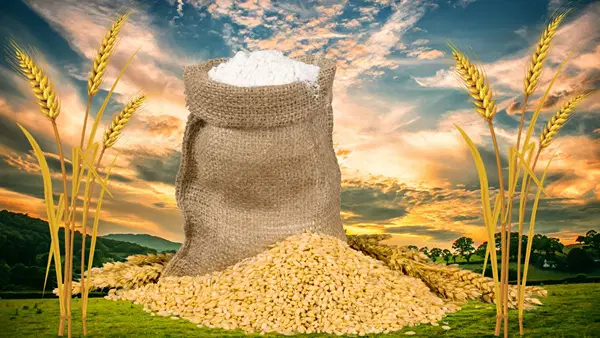 4 साल बाद खुला गेहूं निर्यात का रास्ता, कई देशों ने भारत से खरीदने में दिखाई दिलचस्पी 4 साल बाद खुला गेहूं निर्यात का रास्ता, कई देशों ने भारत से खरीदने में दिखाई दिलचस्पी
