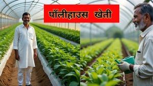 बारिश-धूप की चिंता छोड़िए, पॉलीहाउस पर मिल रही है 50 फीसदी सब्सिडी; ऑफ-सीजन में भी होगी बंपर पैदावार बारिश-धूप की चिंता छोड़िए, पॉलीहाउस पर मिल रही है 50 फीसदी सब्सिडी; ऑफ-सीजन में भी होगी बंपर पैदावार