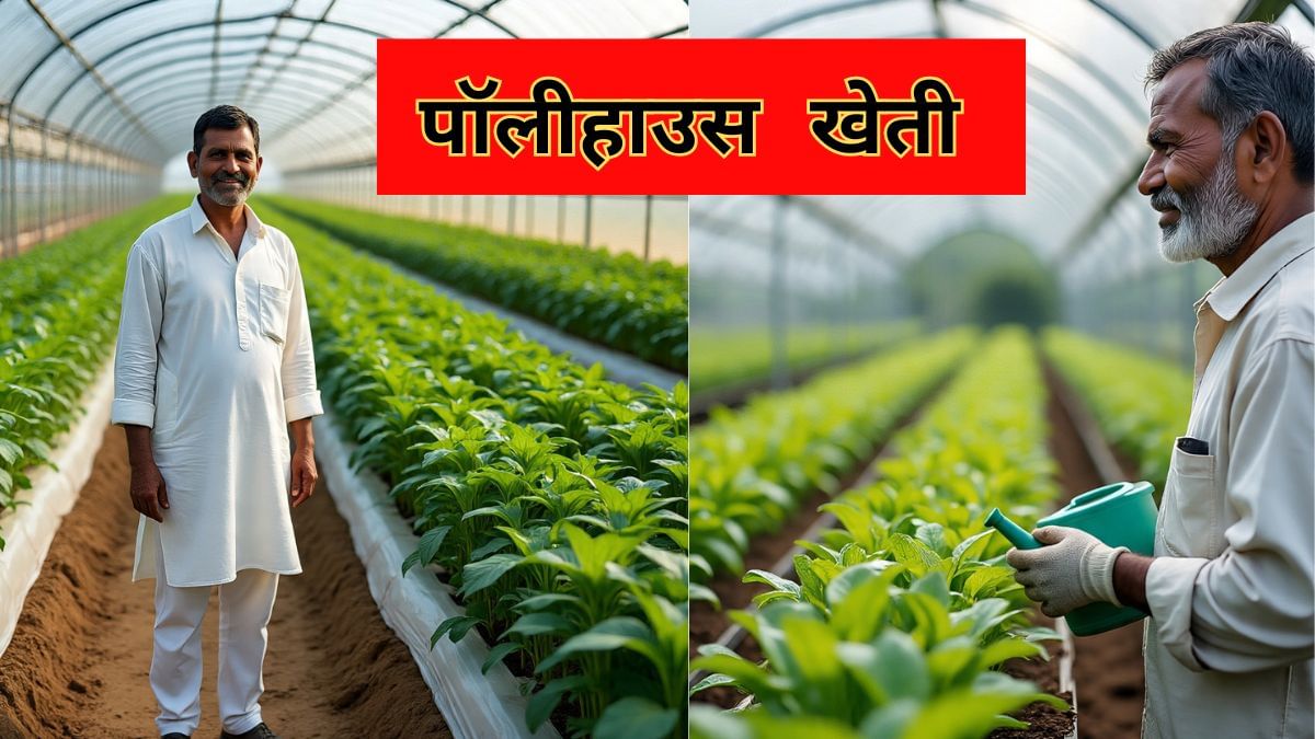बारिश-धूप की चिंता छोड़िए, पॉलीहाउस पर मिल रही है 50 फीसदी सब्सिडी; ऑफ-सीजन में भी होगी बंपर पैदावार