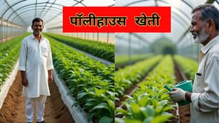 बारिश-धूप की चिंता छोड़िए, पॉलीहाउस पर मिल रही है 50 फीसदी सब्सिडी; ऑफ-सीजन में भी होगी बंपर पैदावार