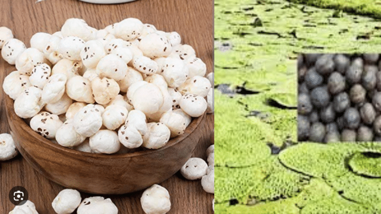 अमेरिका तक पहुंचा बिहार का मखाना, राज्य में 10 साल में दोगुना हुआ उत्पादन