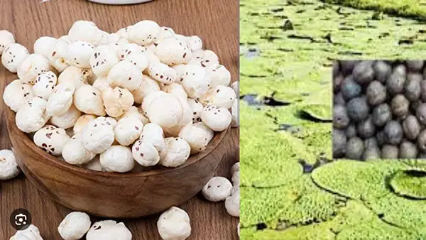 अमेरिका तक पहुंचा बिहार का मखाना, राज्य में 10 साल में दोगुना हुआ उत्पादन अमेरिका तक पहुंचा बिहार का मखाना, राज्य में 10 साल में दोगुना हुआ उत्पादन