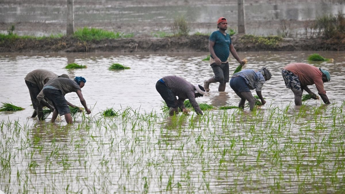 जुलाई में होगी औसत से अधिक बारिश, मॉनसून ने पकड़ ली है रफ्तार; फसलों की बुआई में आई तेजी जुलाई में होगी औसत से अधिक बारिश, मॉनसून ने पकड़ ली है रफ्तार; फसलों की बुआई में आई तेजी