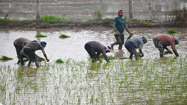 सामान्य से अधिक बारिश ने खरीफ फसलों का बढ़ाया रकबा, दाल और धान की बुवाई क्षेत्र में रिकॉर्ड बढ़ोतरी सामान्य से अधिक बारिश ने खरीफ फसलों का बढ़ाया रकबा, दाल और धान की बुवाई क्षेत्र में रिकॉर्ड बढ़ोतरी