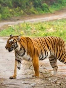 जिम कॉर्बेट घूमने का है प्लान? मानसून में मिलेगा ये फायदा