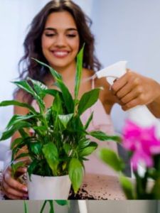 मानसून में घर की बदबू दूर करेंगे ये 10 इंडोर पौधे