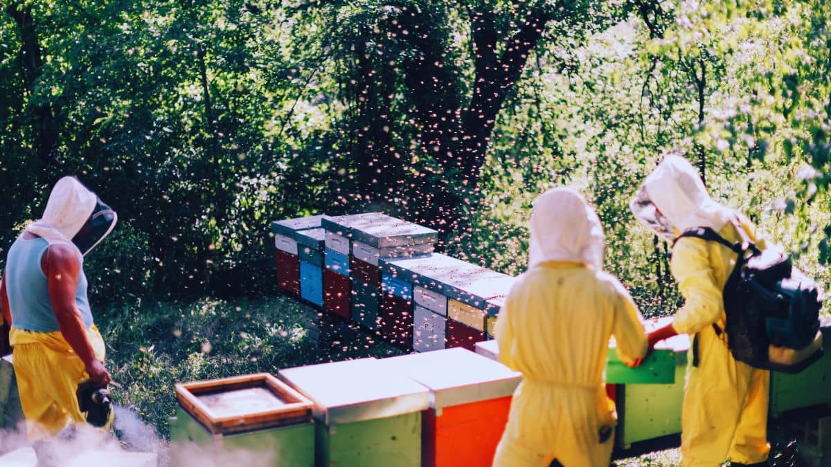 ट्रंप टैरिफ से भारतीय शहद बाजार में मचेगा हड़कंप ! अमेरिका को 79 फीसदी एक्सपोर्ट , किसानों की गिर सकती है इनकम ट्रंप टैरिफ से भारतीय शहद बाजार में मचेगा हड़कंप ! अमेरिका को 79 फीसदी एक्सपोर्ट , किसानों की गिर सकती है इनकम