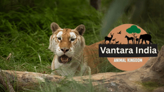 सुप्रीम कोर्ट ने Vantara की जांच के लिए SIT का किया गठन, जानवरों को लाने और मौत के कारण समेत इन मुद्दों की होगी जांच