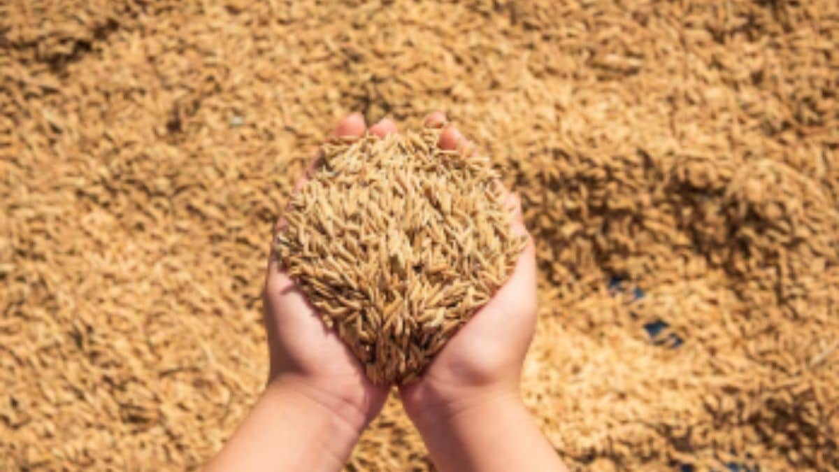 अनाज उत्पादन लक्ष्य से ऊपर जाने की उम्मीद, 171.39 मिलियन टन से ज्यादा होगा खरीफ फसल, एग्रीकल्चर कमिश्नर का बयान अनाज उत्पादन लक्ष्य से ऊपर जाने की उम्मीद, 171.39 मिलियन टन से ज्यादा होगा खरीफ फसल, एग्रीकल्चर कमिश्नर का बयान