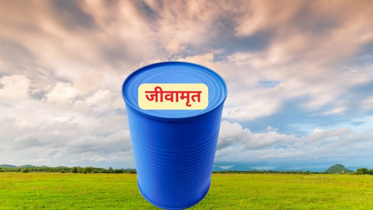 कम पानी, कम खर्च और ज्यादा उत्पादन, नेचुरल फार्मिंग के ये मूल मंत्र हैं बेहद कारगर; जानें पूरी प्रक्रिया