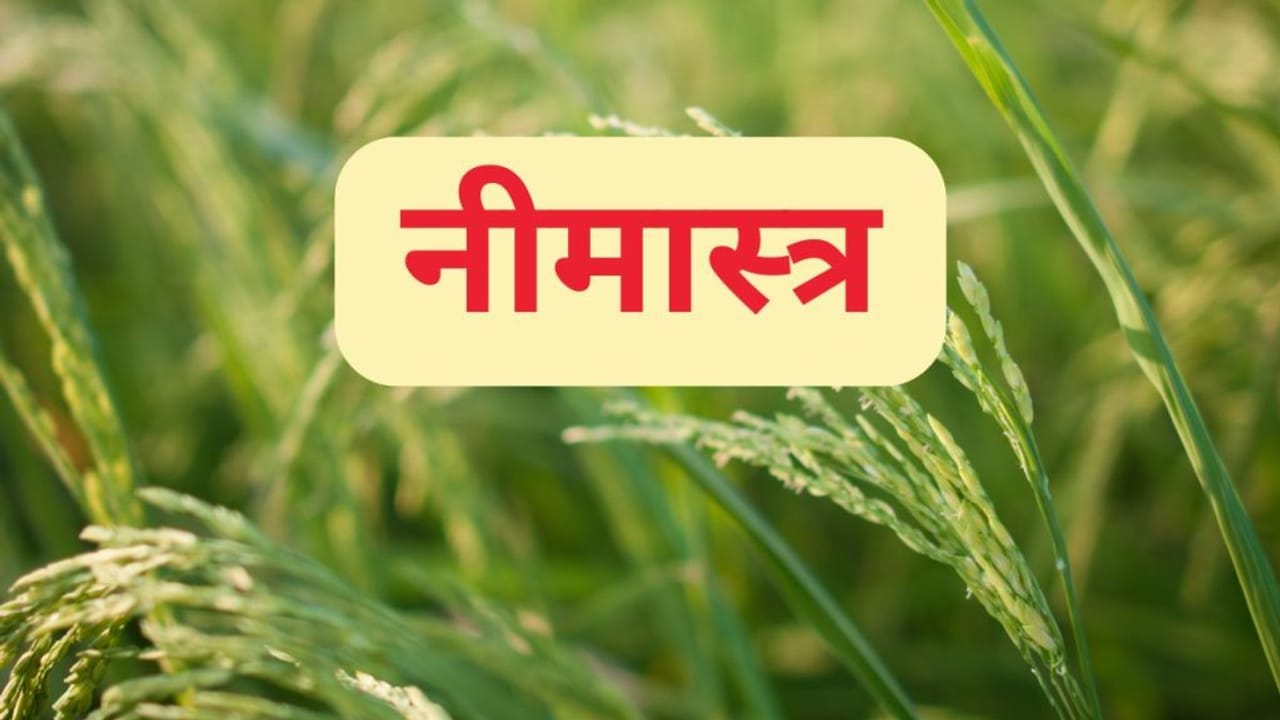 कम पानी, कम खर्च और ज्यादा उत्पादन, नेचुरल फार्मिंग के ये मूल मंत्र हैं बेहद कारगर; जानें पूरी प्रक्रिया