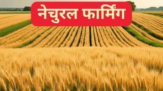 कम पानी, कम खर्च और ज्यादा उत्पादन, नेचुरल फार्मिंग के ये मूल मंत्र हैं बेहद कारगर; जानें पूरी प्रक्रिया
