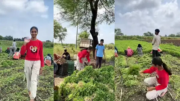सिर्फ 30 दिनों में 16000 रुपये पर 1 लाख तक का मुनाफा! MP की इस लड़की ने खेती से किया कमाल सिर्फ 30 दिनों में 16000 रुपये पर 1 लाख तक का मुनाफा! MP की इस लड़की ने खेती से किया कमाल