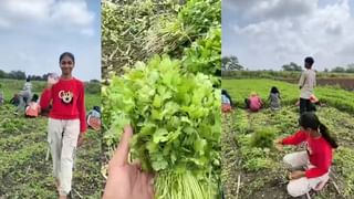 सिर्फ 30 दिनों में 16000 रुपये पर 1 लाख तक का मुनाफा! MP की इस लड़की ने खेती से किया कमाल