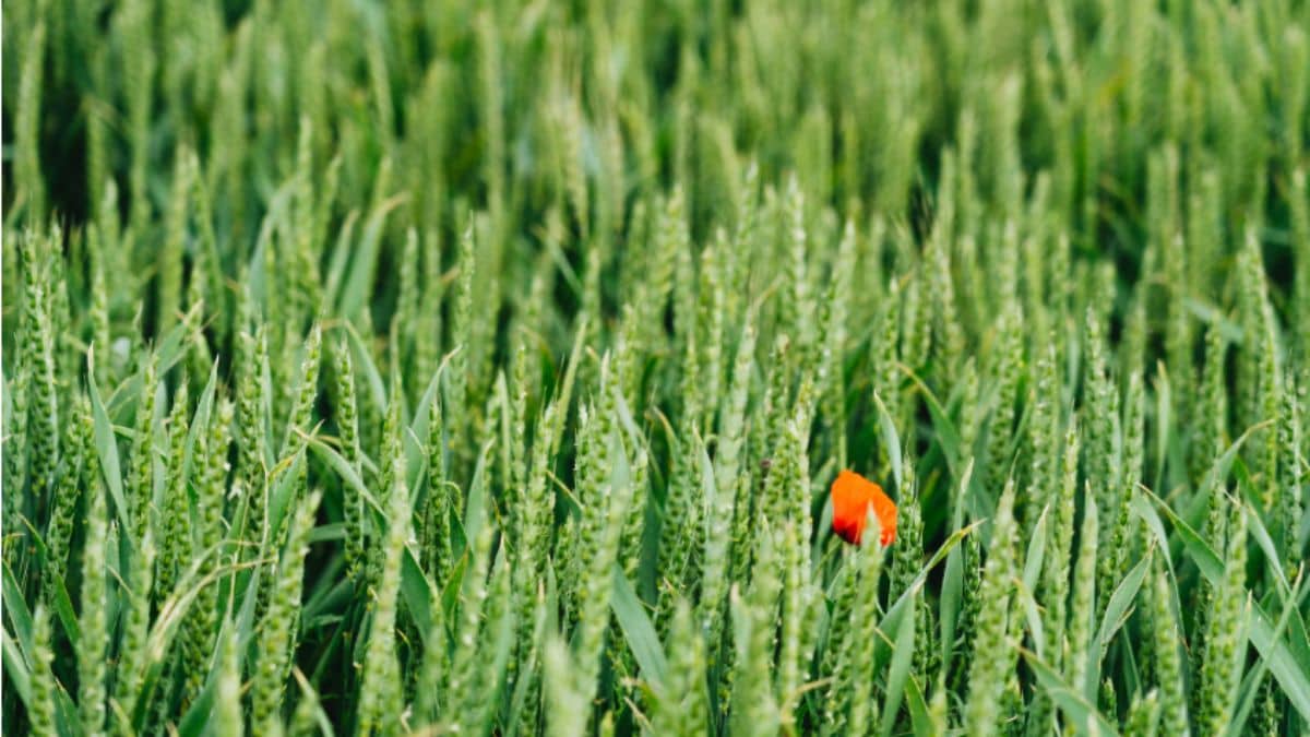 इस सीजन रबी की बुवाई तोड़ेगी पिछला रिकॉर्ड, गेहूं–दाल–तिलहनों में तेजी, सरकार बोली- उम्मीद से बेहतर परफॉर्म इस सीजन रबी की बुवाई तोड़ेगी पिछला रिकॉर्ड, गेहूं–दाल–तिलहनों में तेजी, सरकार बोली- उम्मीद से बेहतर परफॉर्म