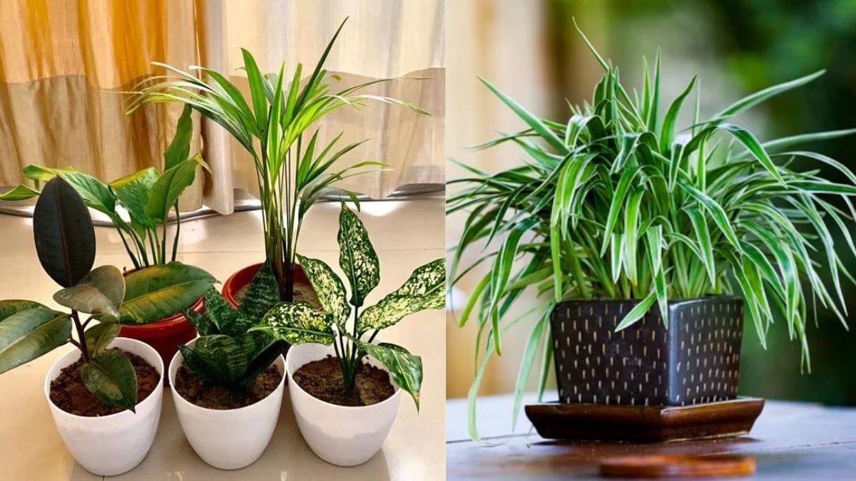 एयर प्यूरीफायर से कम नहीं ये 5 पौधे, जहरीली हवा को करेंगे दूर, मिलेगी फ्रेश ऑक्‍सीजन