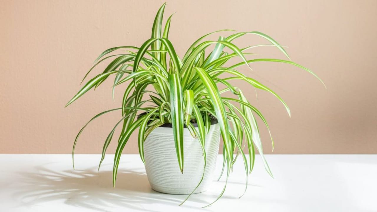 एयर प्यूरीफायर से कम नहीं ये 5 पौधे, जहरीली हवा को करेंगे दूर, मिलेगी फ्रेश ऑक्‍सीजन