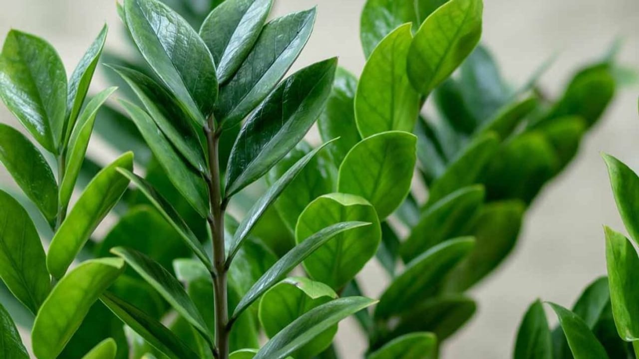 एयर प्यूरीफायर से कम नहीं ये 5 पौधे, जहरीली हवा को करेंगे दूर, मिलेगी फ्रेश ऑक्‍सीजन