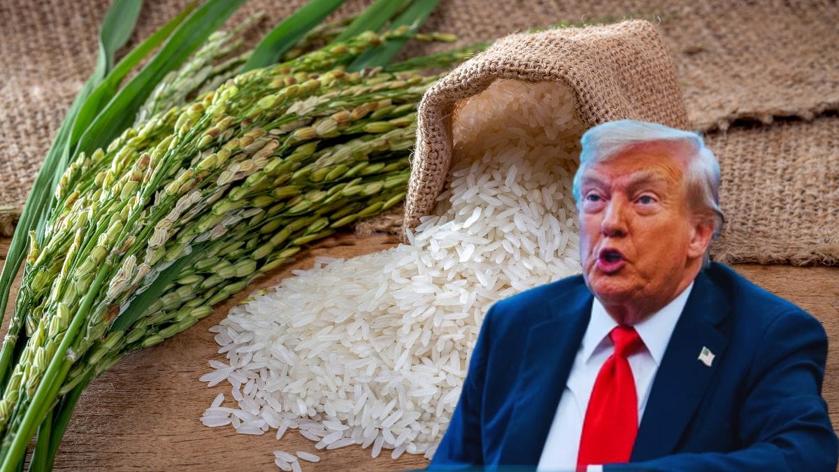 भारत को एक और झटका देने की तैयारी में ट्रंप, सस्ते चावल का इंपोर्ट रोकेगा अमेरिका, कनाडाई फर्टिलाइजर पर भी टेढ़ी नजर