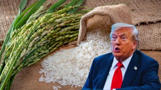 भारत को एक और झटका देने की तैयारी में ट्रंप, सस्ते चावल का इंपोर्ट रोकेगा अमेरिका, कनाडाई फर्टिलाइजर पर भी टेढ़ी नजर