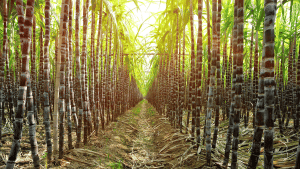 बिहार सरकार की बड़ी पहल, गन्ना किसानों को मिलेगा मुफ्त गन्ना बीज; 15 दिन में रजिस्ट्रेशन जरूरी